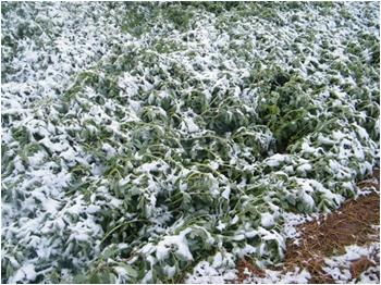 西北華北黃淮多地遭受低溫雪災(zāi)，務(wù)農(nóng)百姓又遭殃